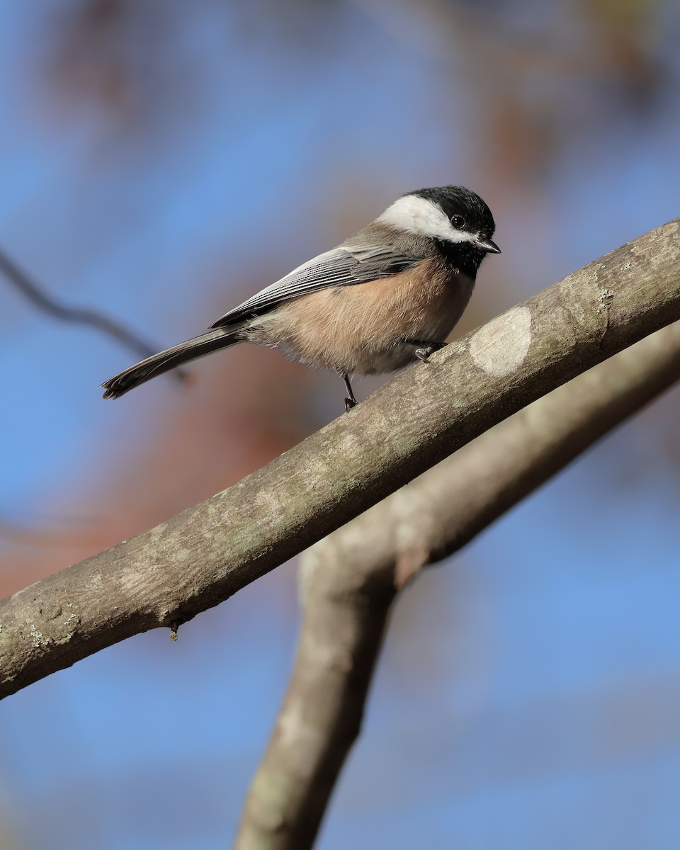 Black-capped Chickadee - ML644862170