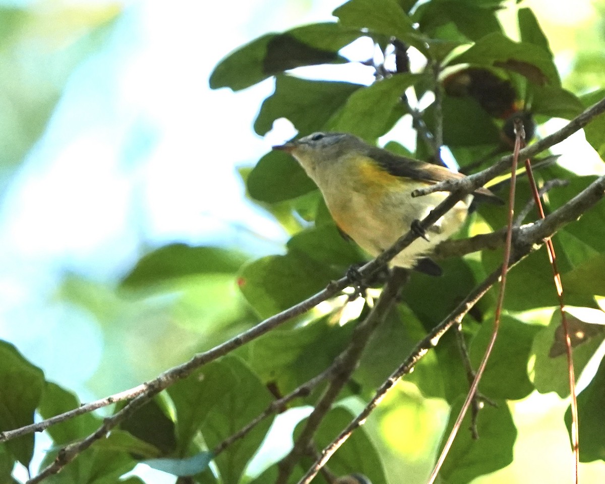 American Redstart - ML644862171
