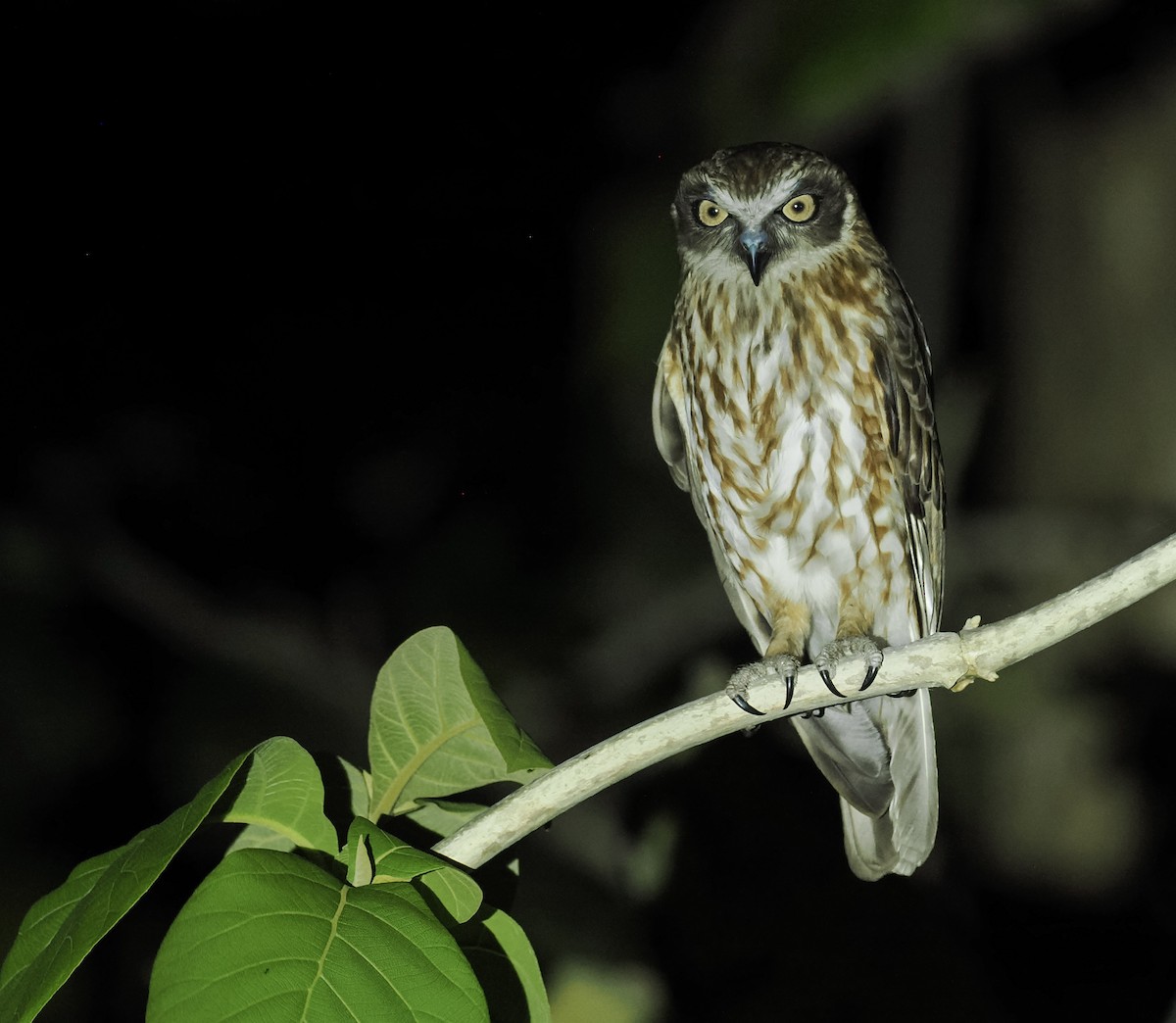 Australian Boobook - ML644862174