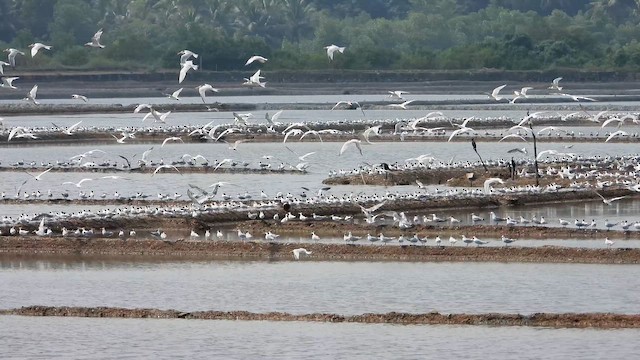 Lesser Crested Tern - ML644862184