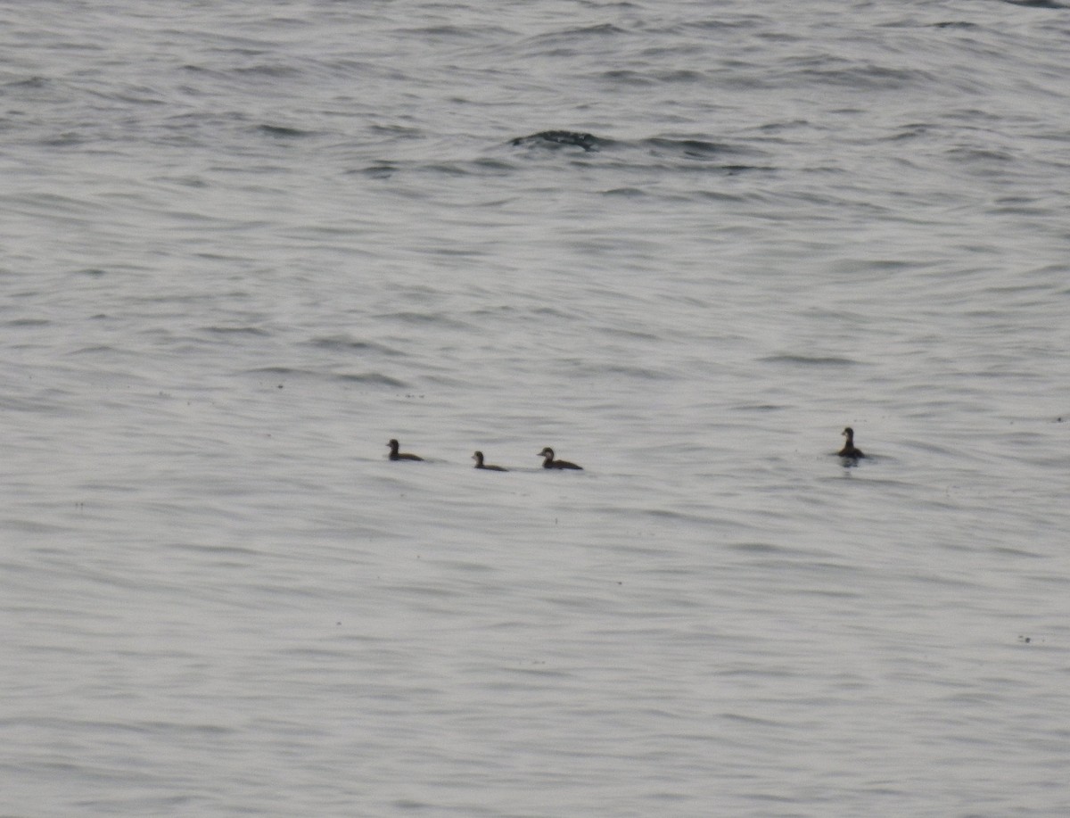 Pazifiktrauerente - ML644862189