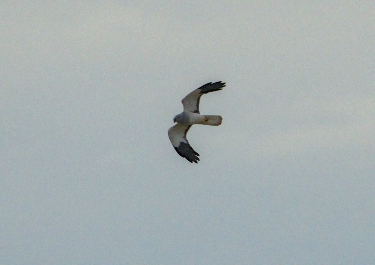 Hen Harrier - ML644862192