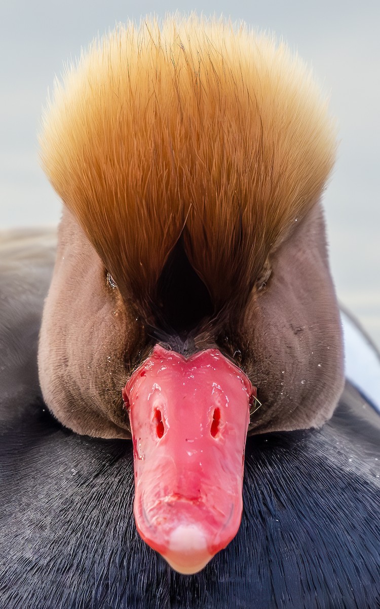 Red-crested Pochard - ML644862197