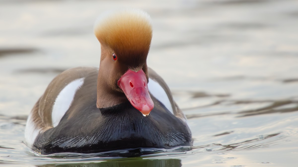 Red-crested Pochard - ML644862198