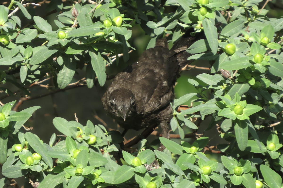 Purpurgrackel - ML644862233