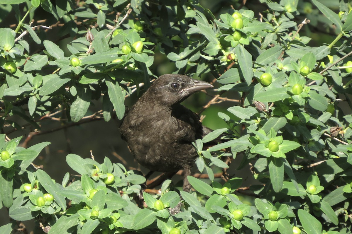 Purpurgrackel - ML644862234