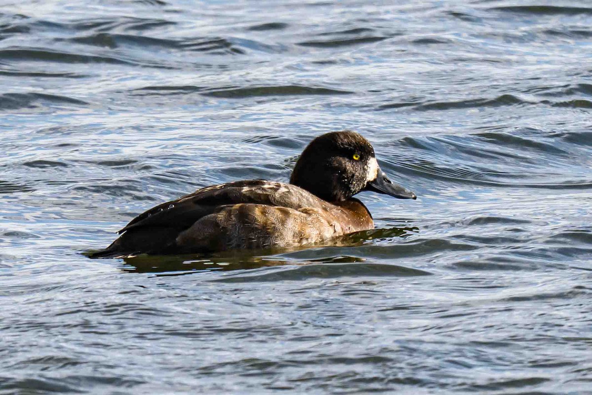 Bergente - ML644862235