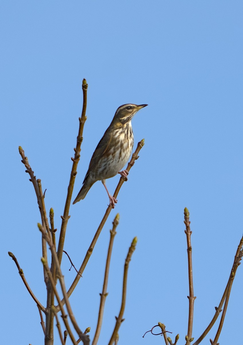 Redwing - ML644862240