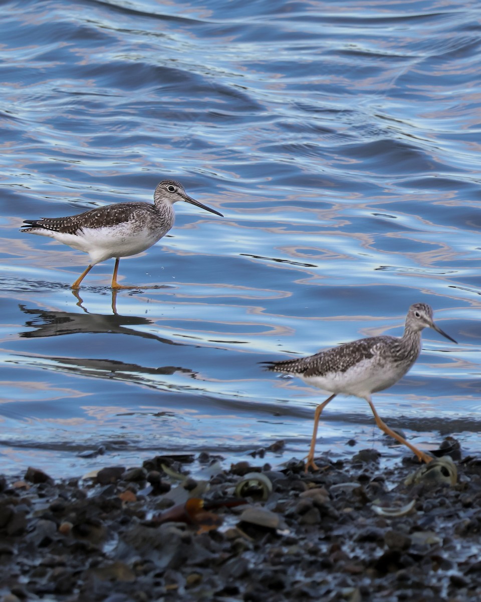 Greater Yellowlegs - ML644862241
