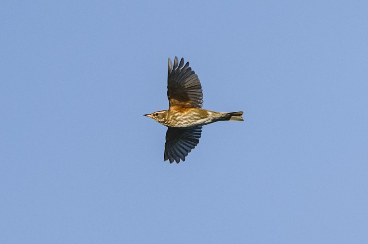 Redwing - ML644862243