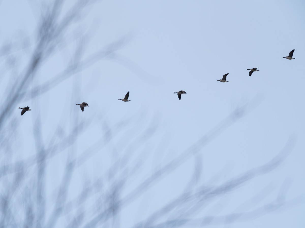 小加拿大雁 - ML644862244