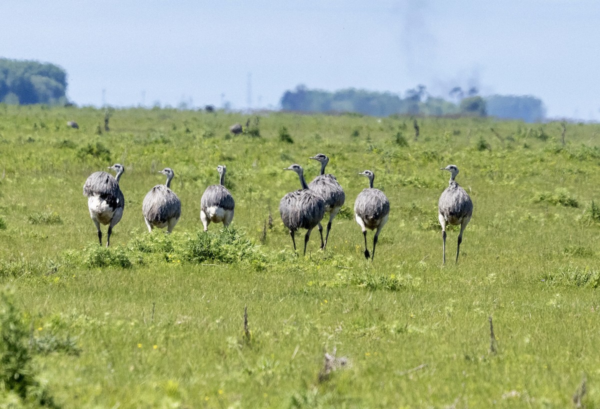 Ñandu nagusia - ML644862267