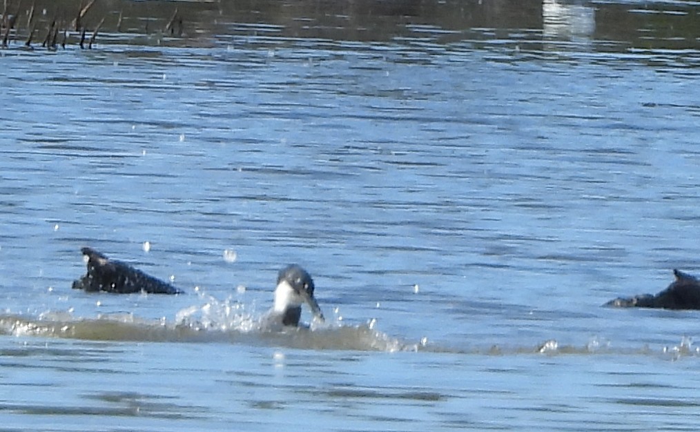 Martin handi iparramerikarra - ML644862301