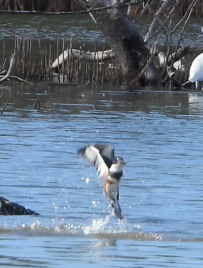 Martin handi iparramerikarra - ML644862302