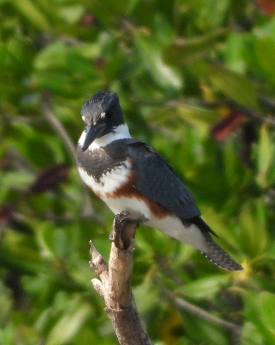 Martin handi iparramerikarra - ML644862305