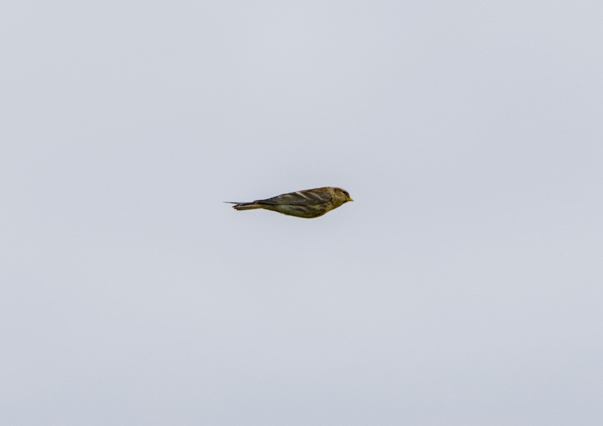 Redpoll - ML644862308