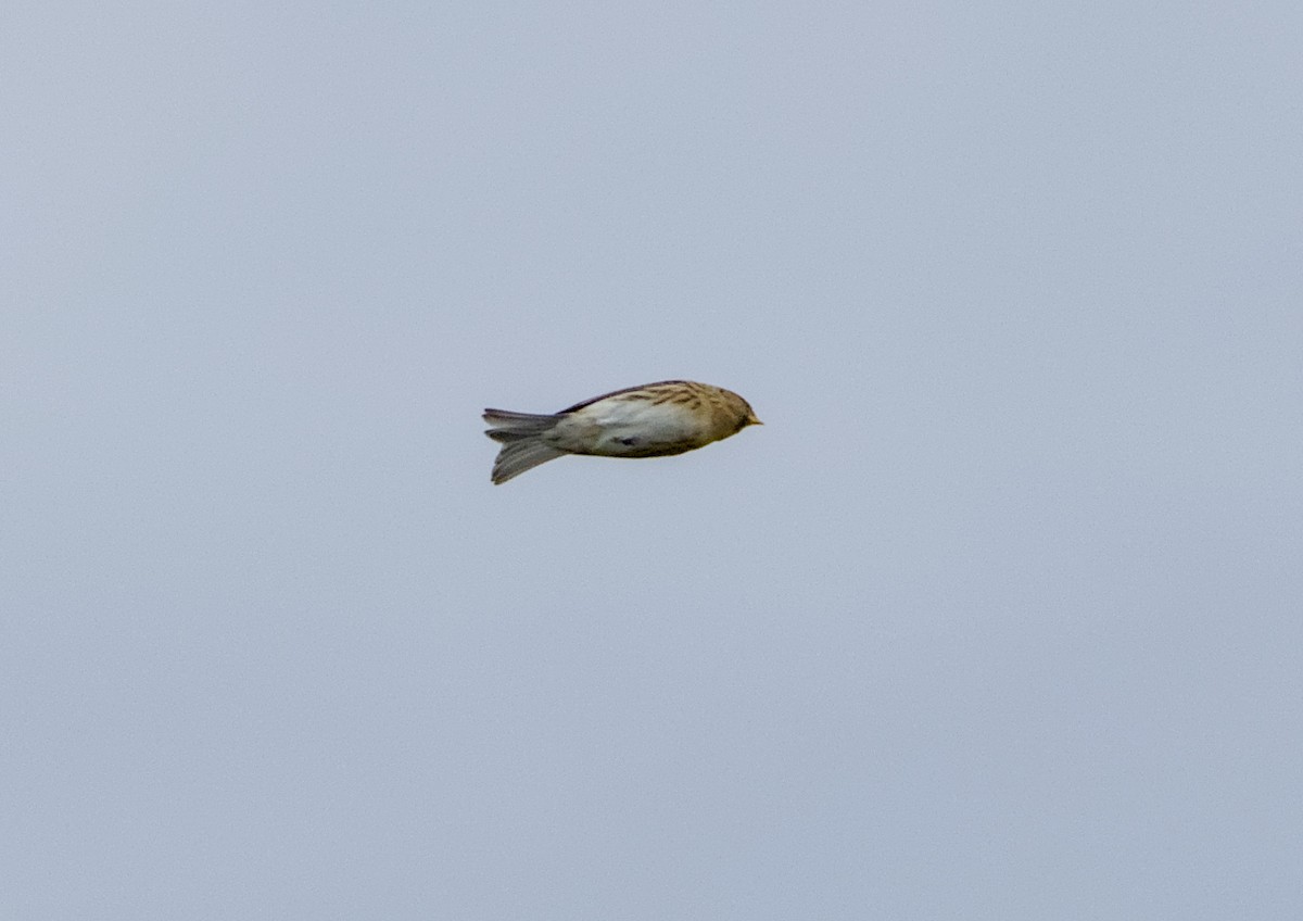 Redpoll - ML644862309