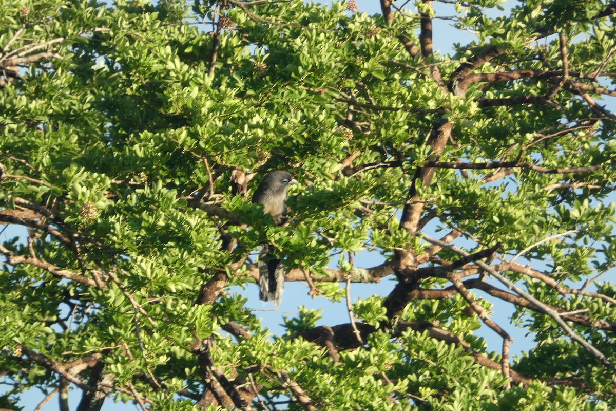 Малкога сірочерева - ML644862339