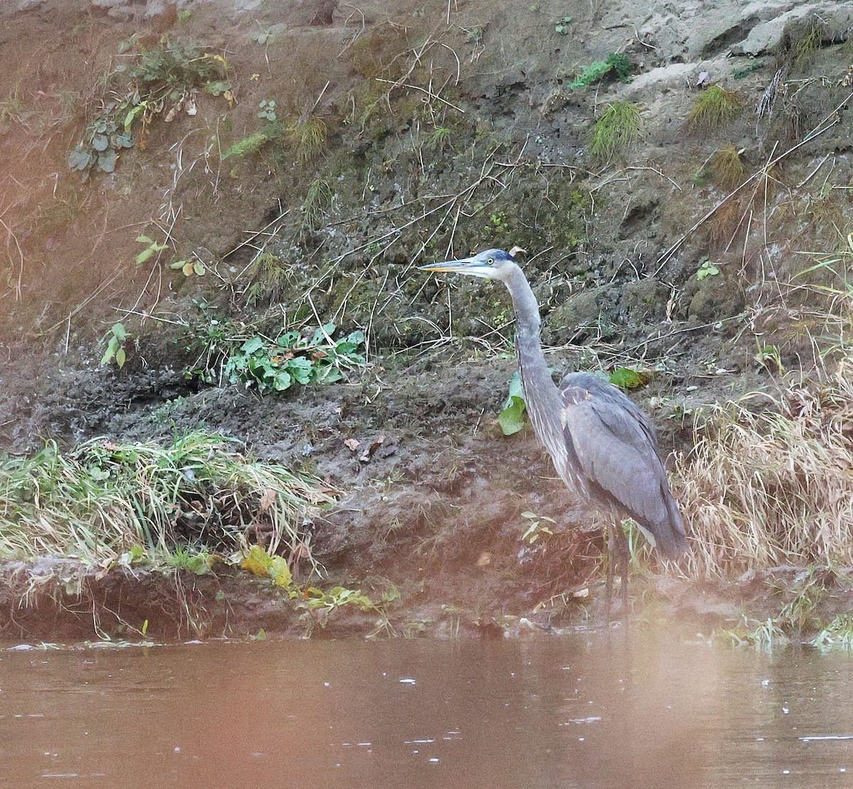 Great Blue Heron - ML644862353
