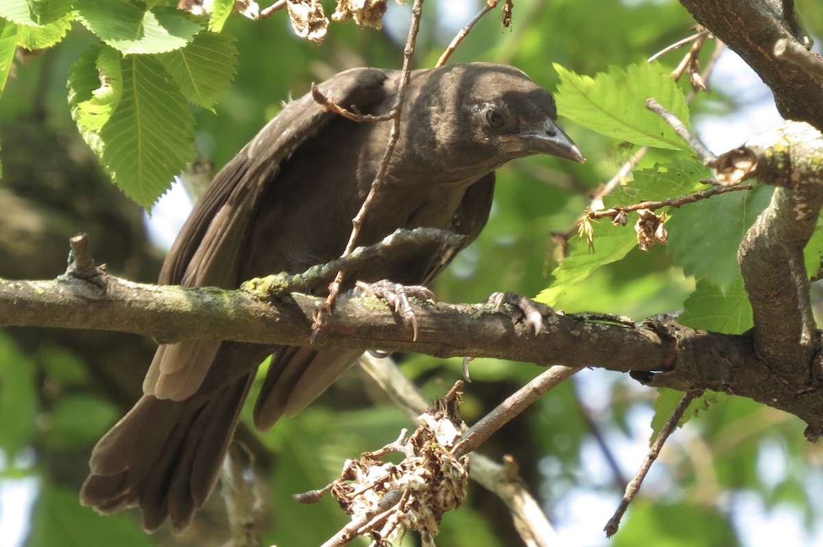 Purpurgrackel - ML644862358