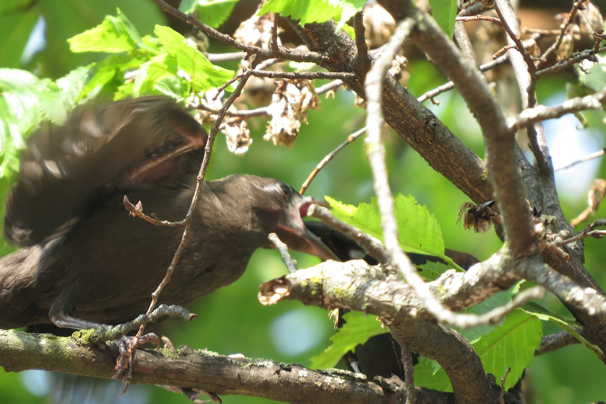 Purpurgrackel - ML644862359