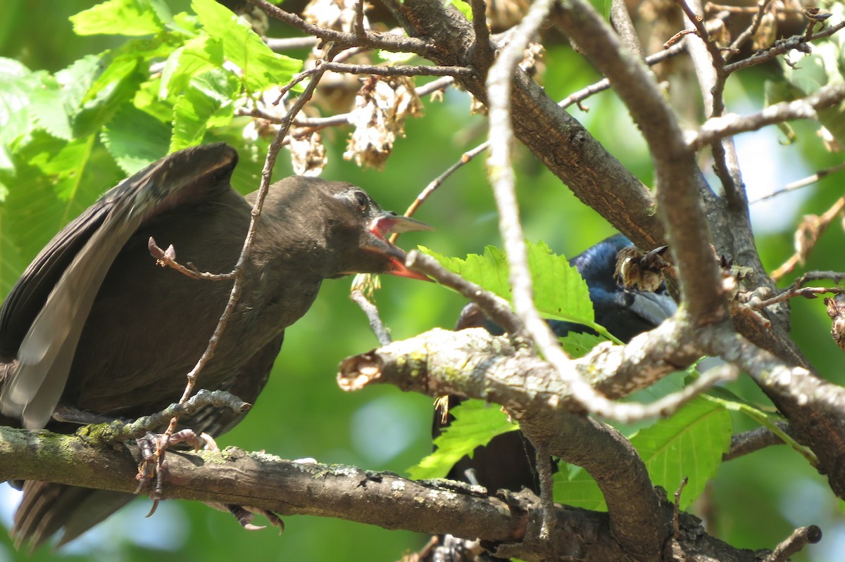 Purpurgrackel - ML644862360