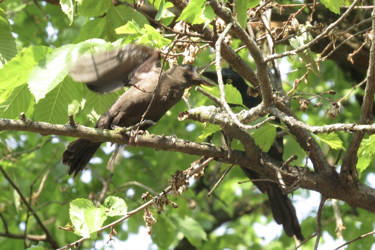 Purpurgrackel - ML644862361