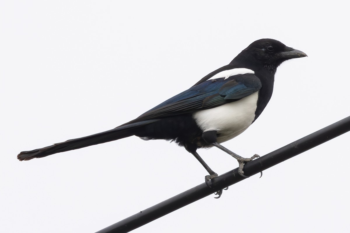 Orientelster - ML644862365