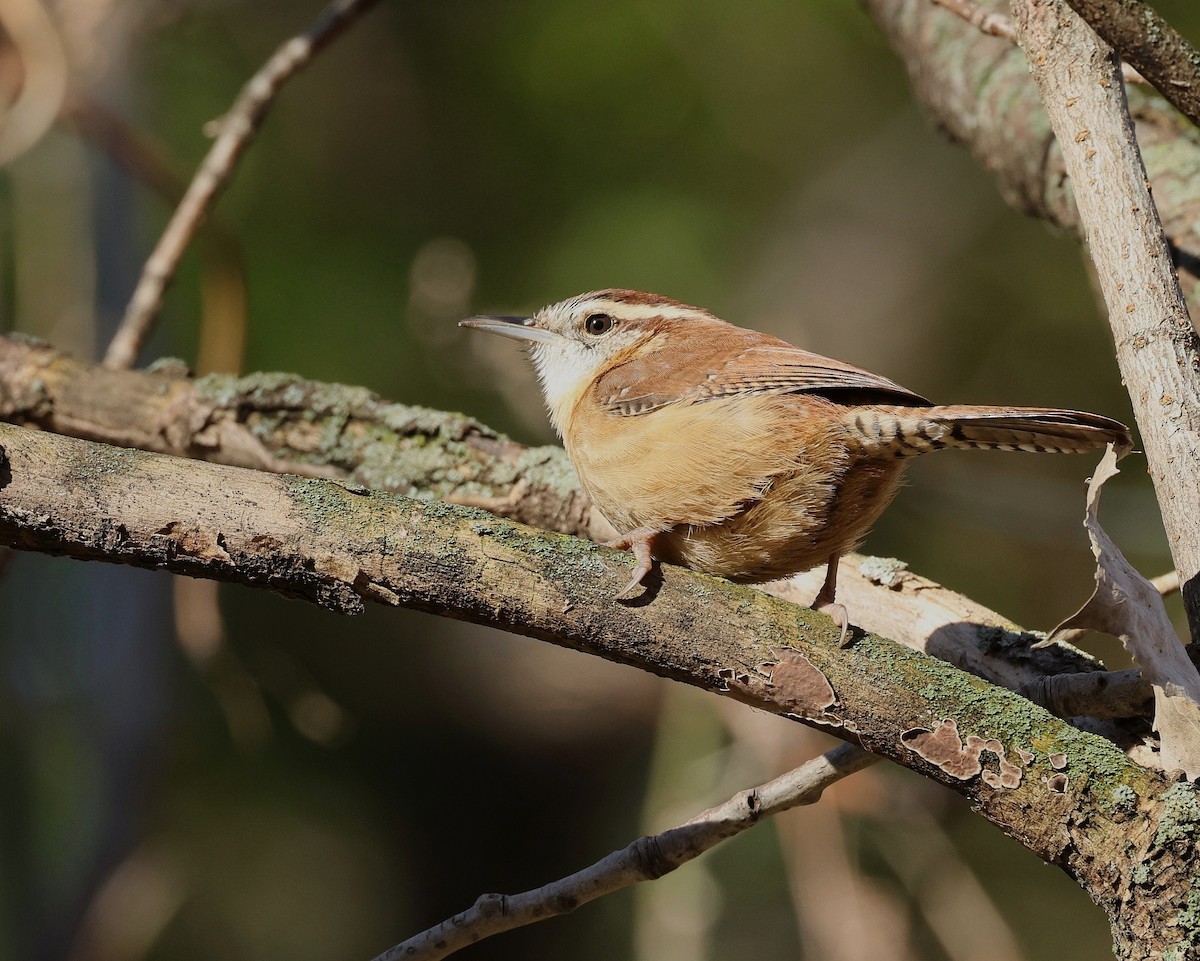 Carolina Wren - ML644862368