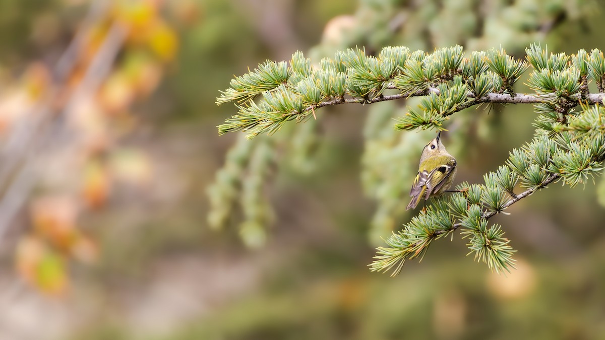Goldcrest (European) - ML644862370