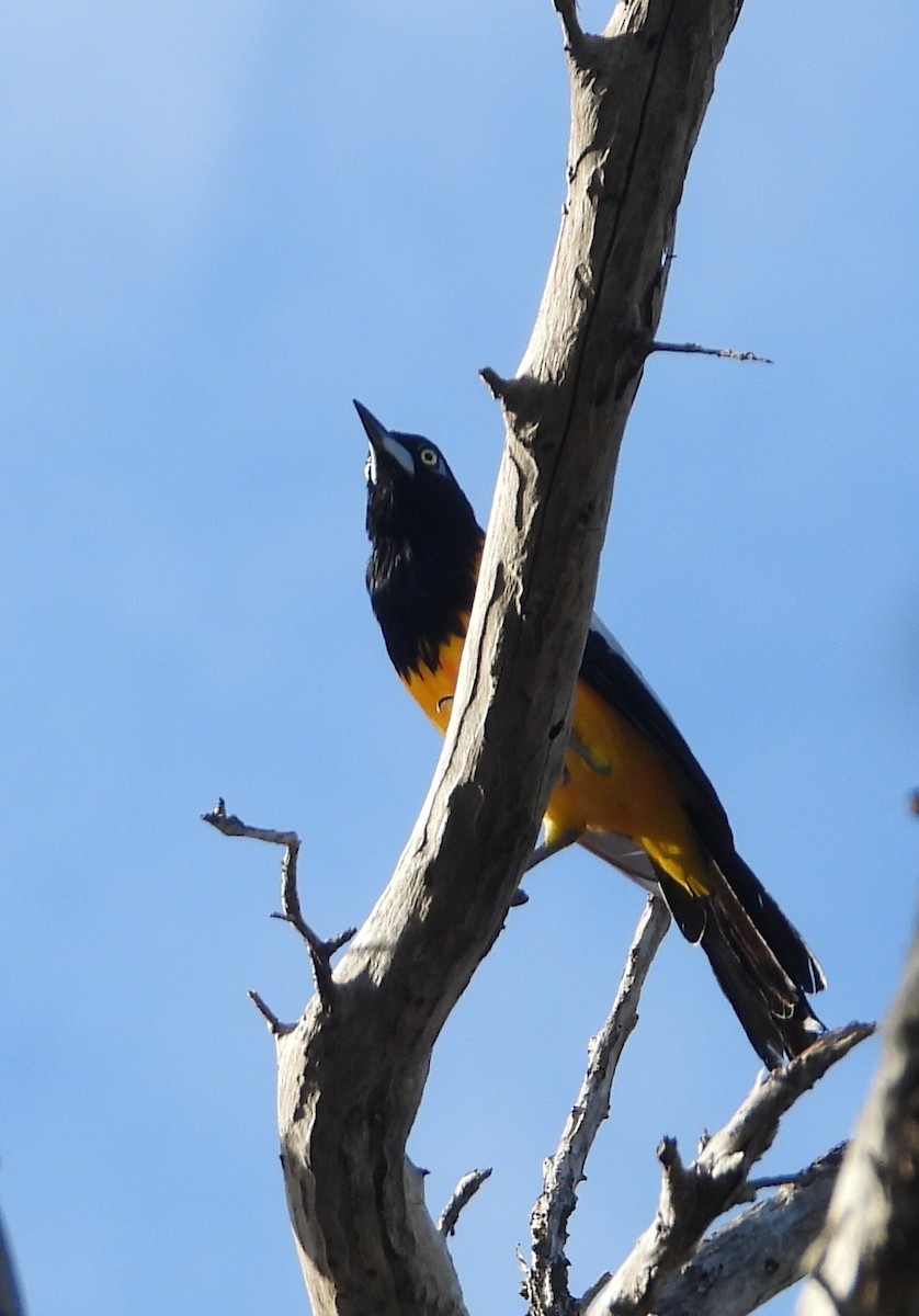 Venezuelan Troupial - ML644862371