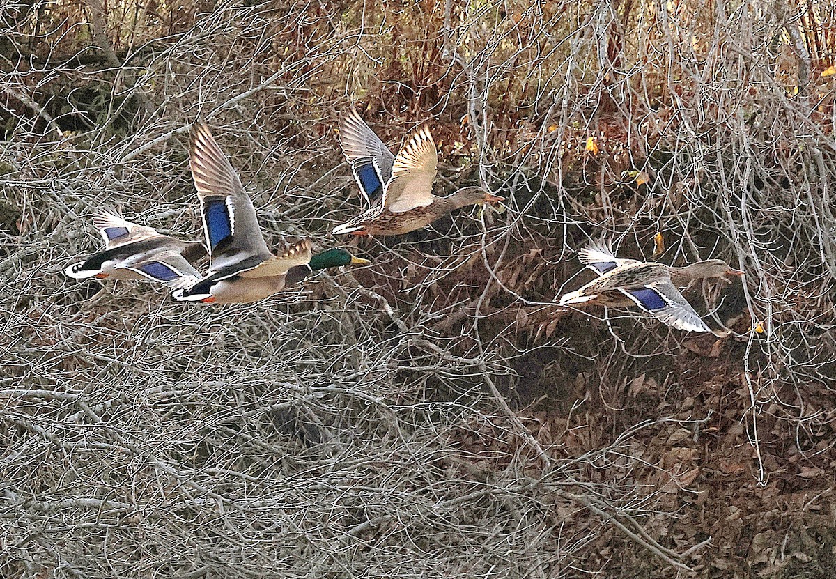 綠頭鴨 - ML644862384