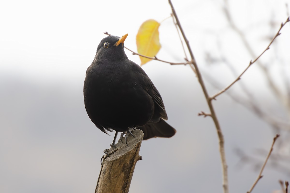 Eurasian Blackbird - ML644862393