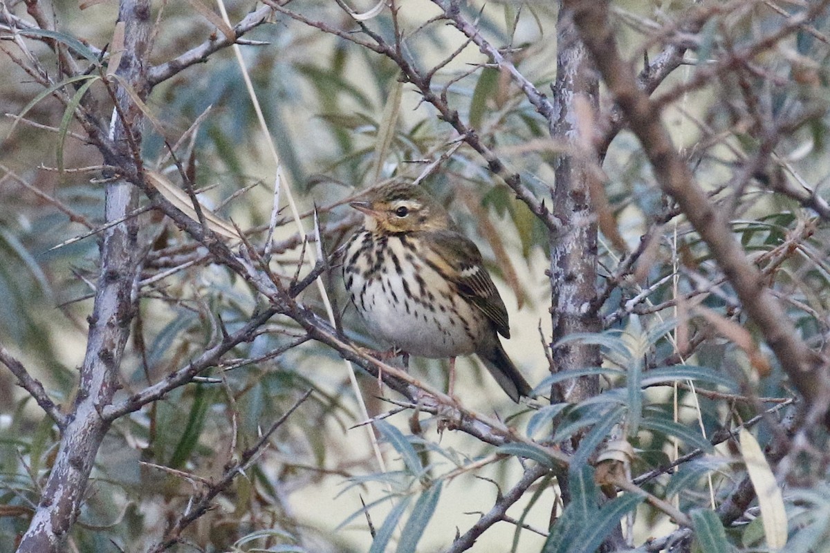 Olive-backed Pipit - ML644862408