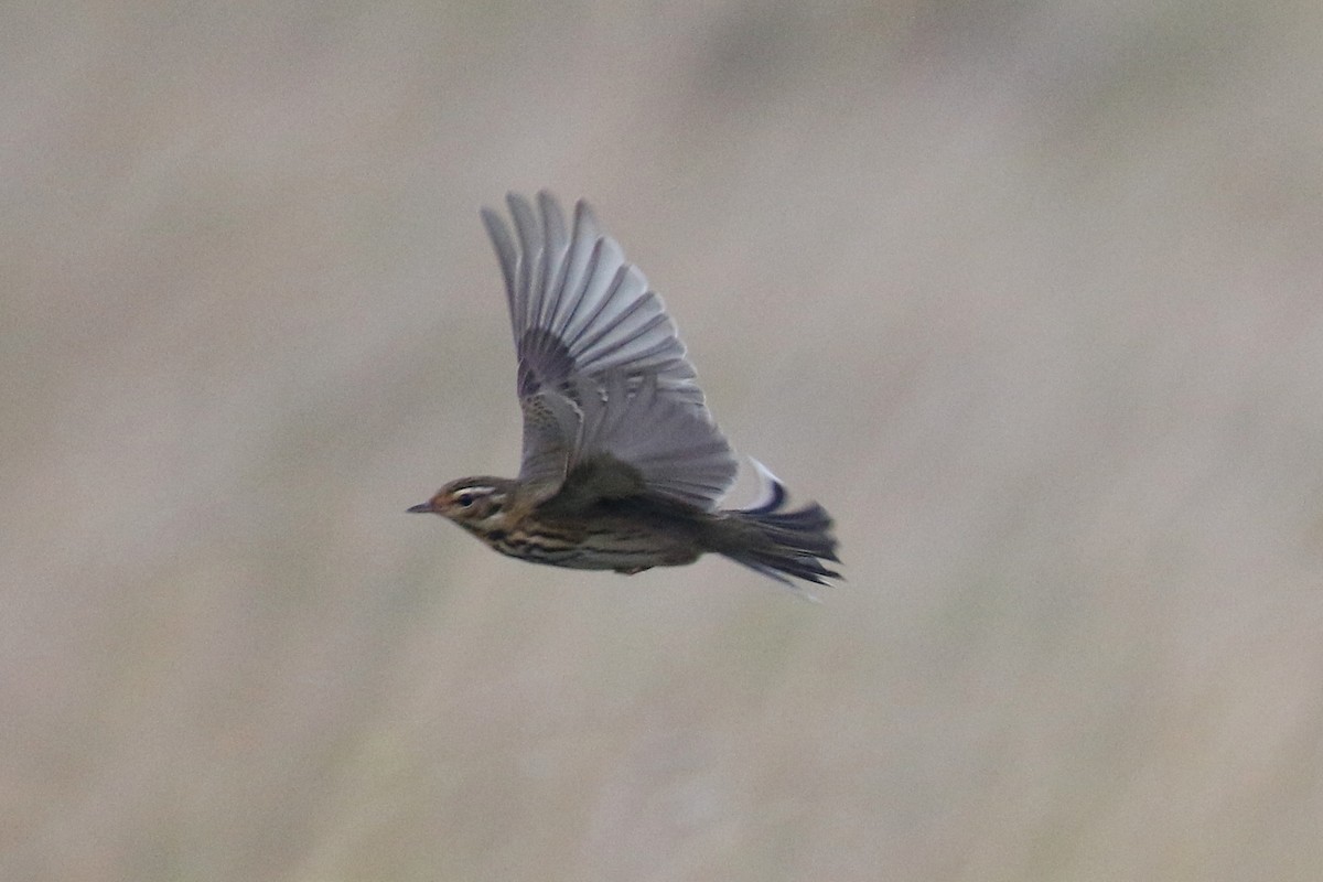 Olive-backed Pipit - ML644862409