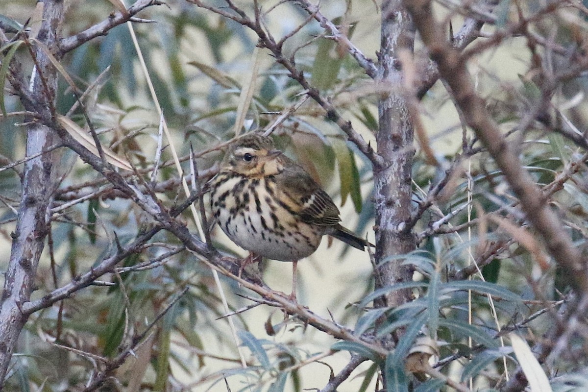 Olive-backed Pipit - ML644862410
