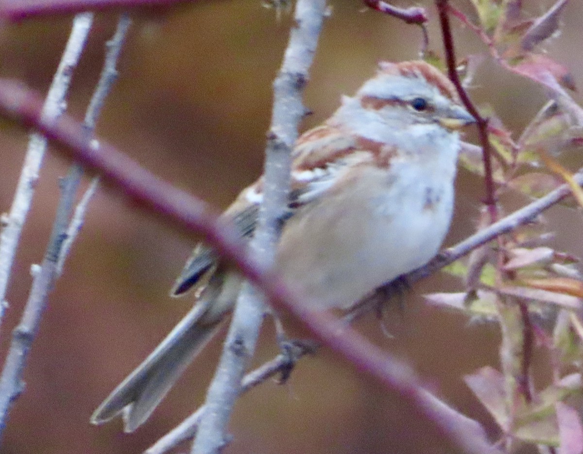 Пасовник північний - ML644862414