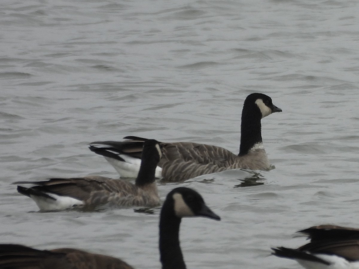 小加拿大雁 - ML644862419