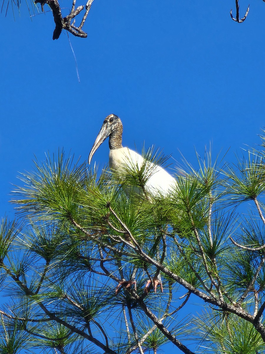 Wood Stork - ML644862426