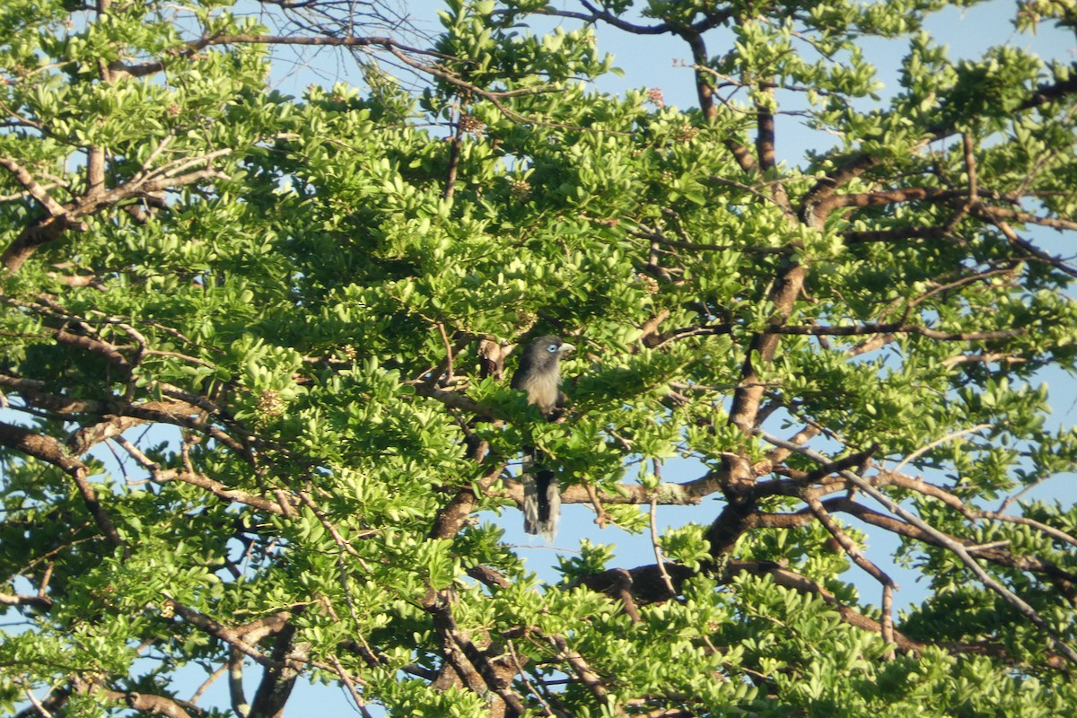 Малкога сірочерева - ML644862435