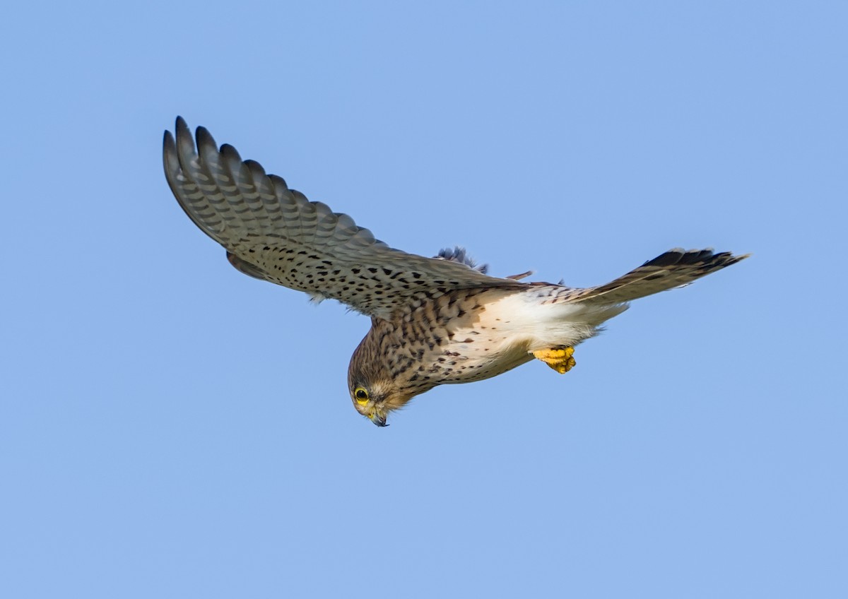 Eurasian Kestrel - ML644862438