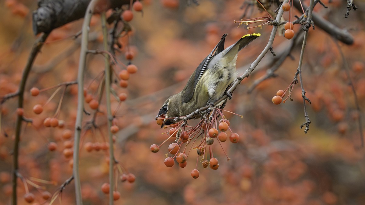 Cedar Waxwing - ML644862440