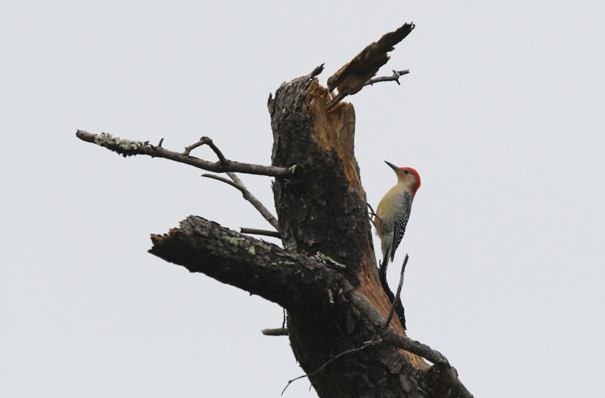 Red-bellied Woodpecker - ML644862444