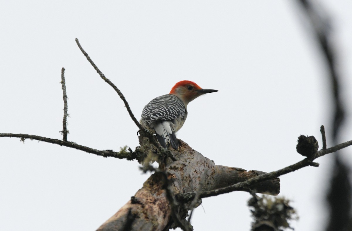 Red-bellied Woodpecker - ML644862445