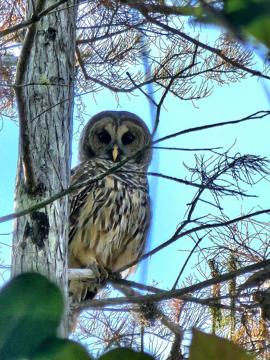 Barred Owl - ML644862447