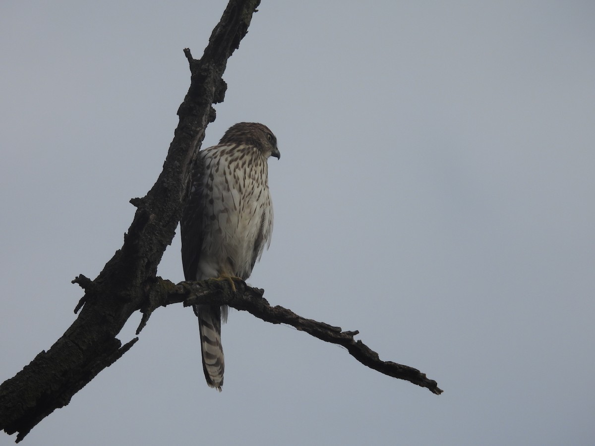 Cooper's Hawk - ML644862454