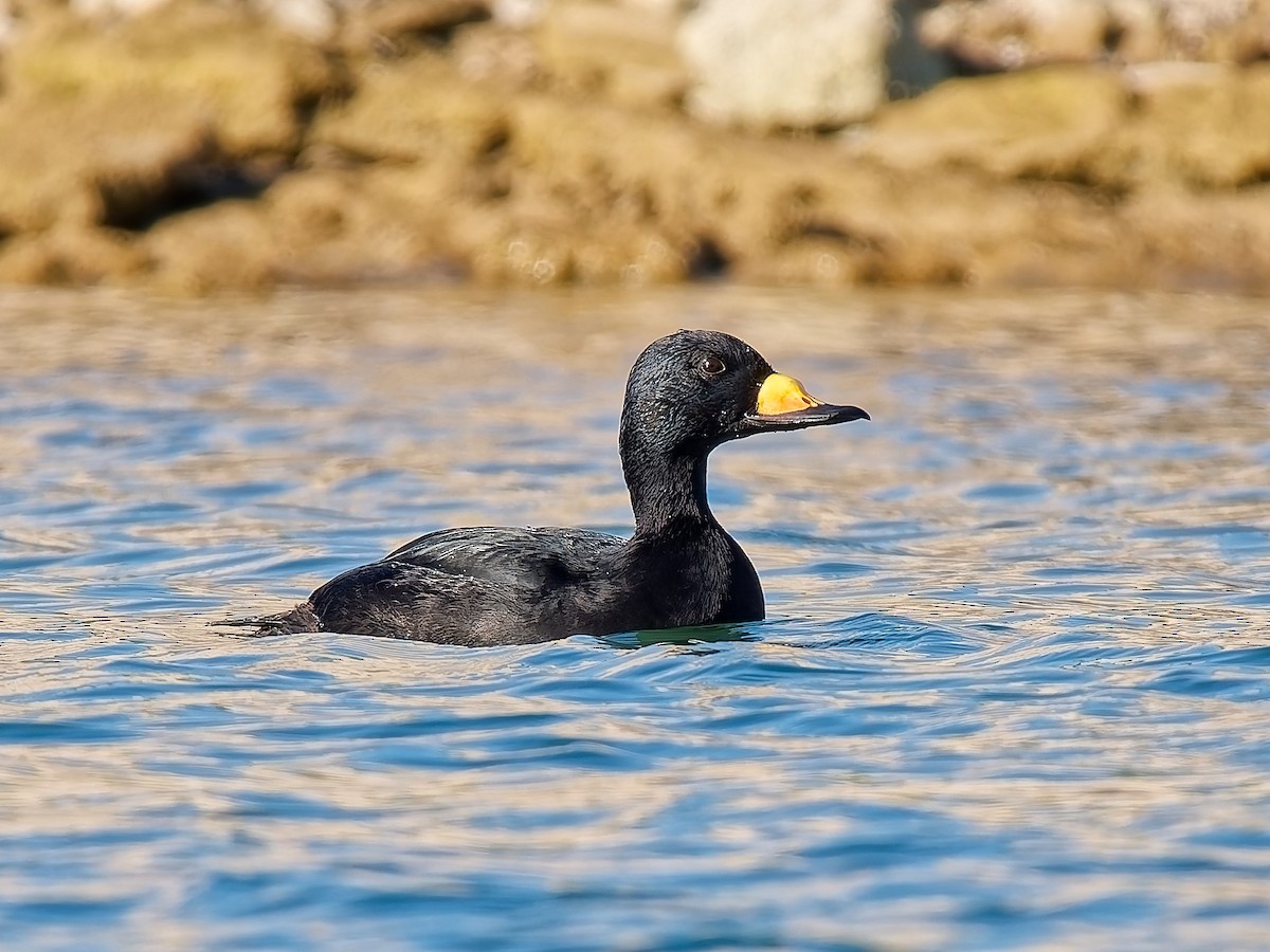 Pazifiktrauerente - ML644862482