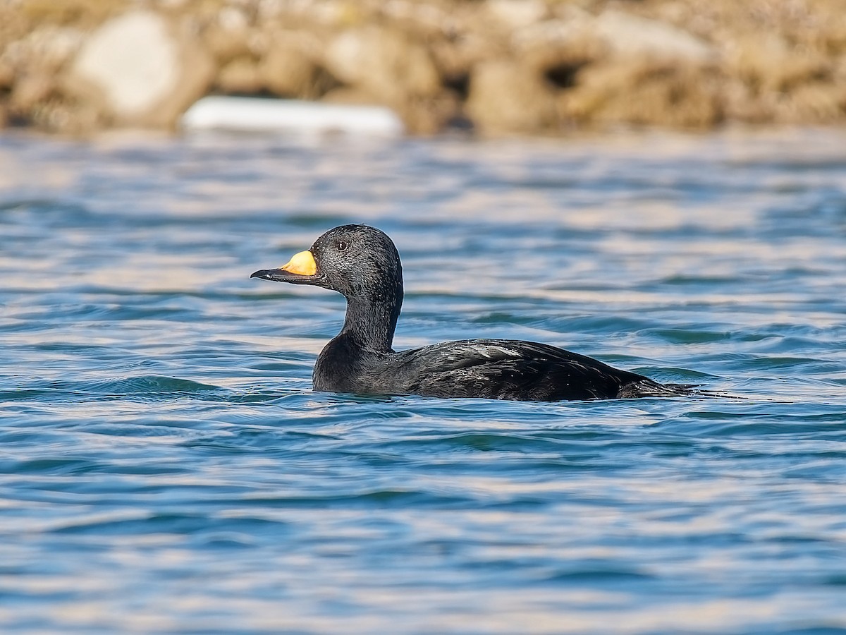 Pazifiktrauerente - ML644862484