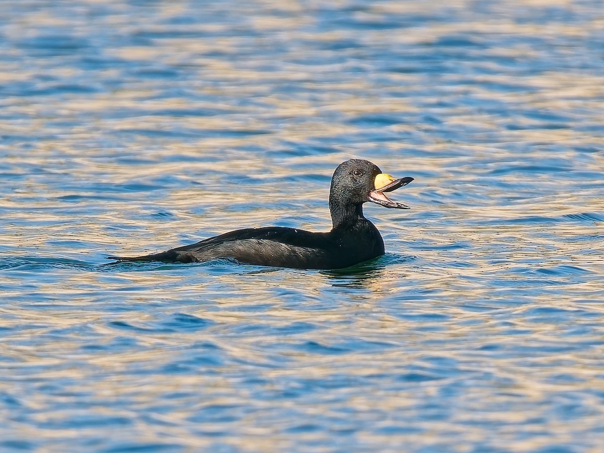 Pazifiktrauerente - ML644862485