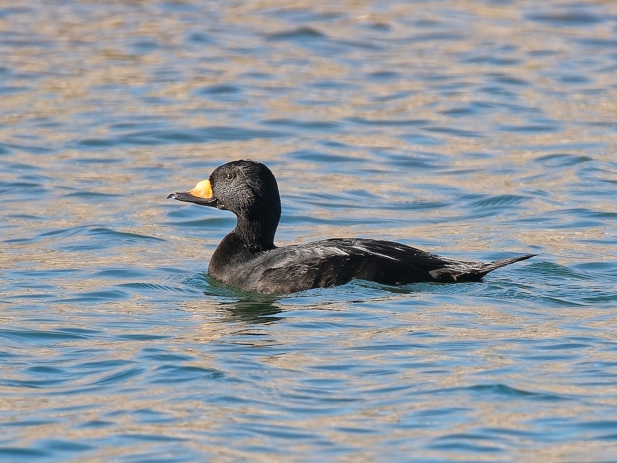 Pazifiktrauerente - ML644862486